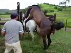 A ranch hand assists a male horse in fucking a beautiful female animal.